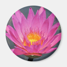 SG purple water lily Magnet #1 001