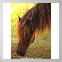 Shackleford Pony on canvas Poster