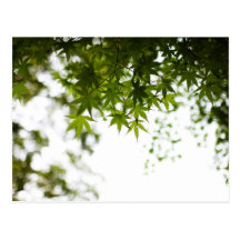 Shade Post Cards