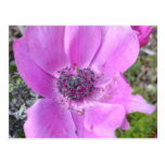 Shades of Pink Post Cards