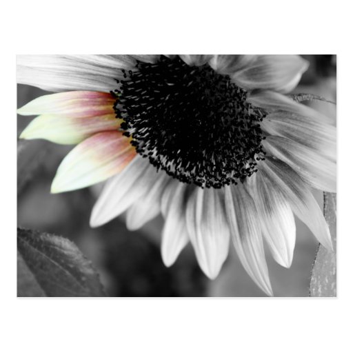 shades of sun postcards