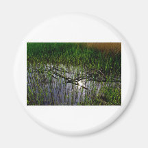 Shallow Pond Reeds Magnet