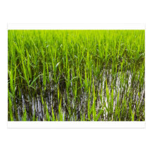 Shallow Pond Reeds Post Card