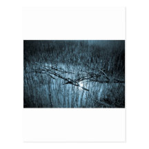 Shallow Pond Reeds Postcard