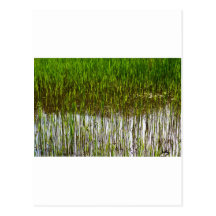 Shallow Pond Reeds Postcards