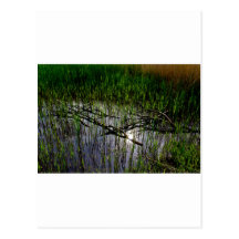 Shallow Pond Reeds Postcards