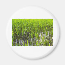 Shallow Pond Reeds Refrigerator Magnets