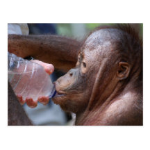 Sharing a Drink with Friends Post Cards