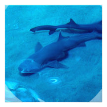 Shark Pair  Invitations