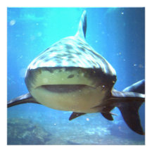 Shark Photo Invitation