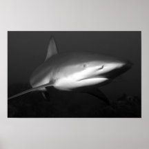 shark posters