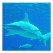 Shark Swimming Invitations