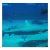 Sharks Invite