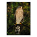Sharp-shinned Hawk Greeting Cards