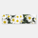 Shasta Daisies Bumper Sticker