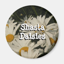 Shasta Daisies Magnets