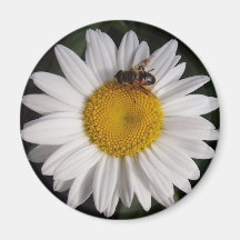 Shasta Daisy Magnet