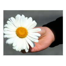 Shasta Daisy Postcard