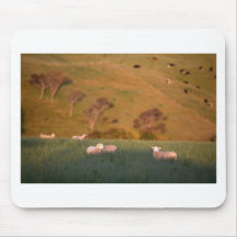 Sheep grazing lush green pasture New Zealand Mousepads