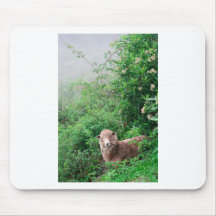 Sheep in lush green pasture Peru Mouse Pad