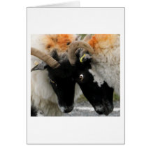 Sheep Road Rage Card