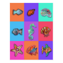 Shell Collection Post Card