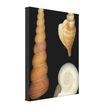 Shell - Conchology - Shells Canvas Print