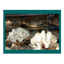 Shell postcard
