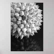 Shell Sphere Posters