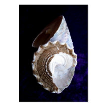 Shells ACEO artist trading card Business Card