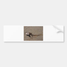 Shells And Seaweed Bumper Sticker