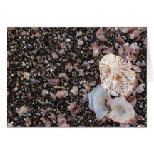 Shells Greeting Cards