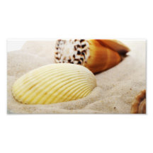 Shells in the sand photo