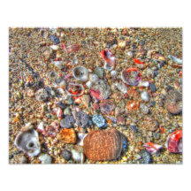 Shells on the Beach Photo Art