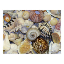 shells post card