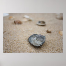 Shells Print