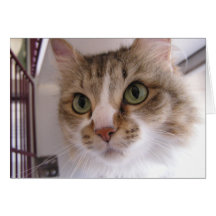 Shelter cat cards