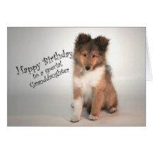 Sheltie Birthday Card for Granddaughter