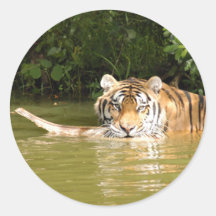 Shere-Khan-b-23 Round Sticker