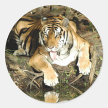 Shere-Khan-b-27 Sticker