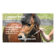 Shetland Pony Business Card
