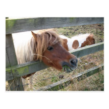 Shetland Pony Postcard (5019)