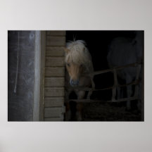 SHETLAND PONY POSTER