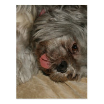 Shih tzu cute puppy dog postcard