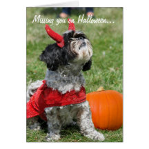 Shih Tzu Halloween greeting card
