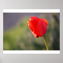 Shiny Red Tulip Poster