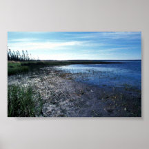 Shoreline Vegetation Poster