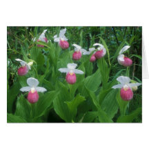 Showy Ladys Slipper colony rain Greeting Card