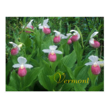 Showy Lady's Slippers Post Card