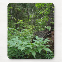 Shuswap walk 6 mouse mats